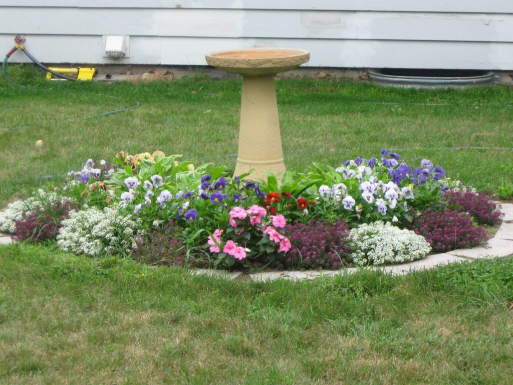plants over septic tank